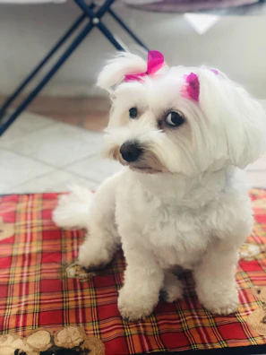 A cheerful small dog wearing a bright Hawaiian shirt, sitting on a colorful blanket.