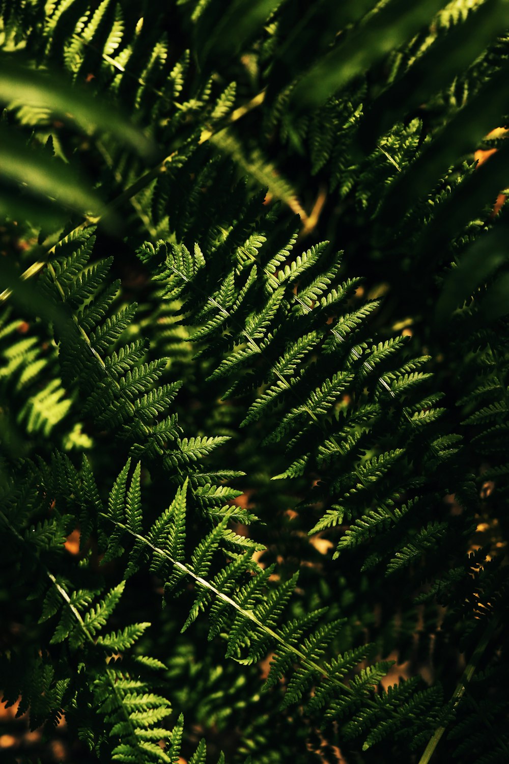 green fern plant in close up photography