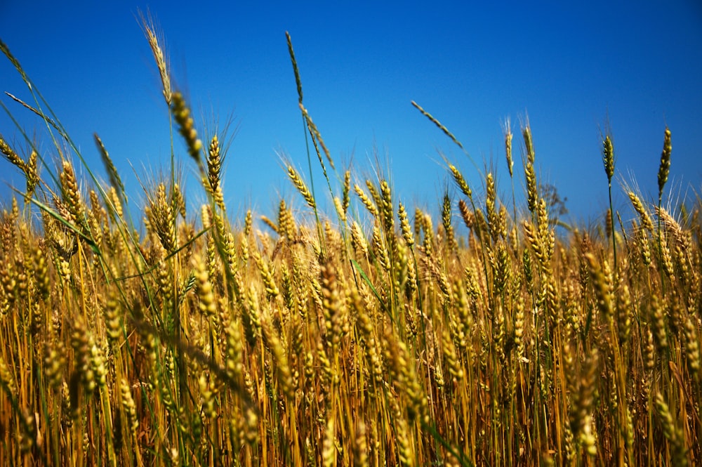 昼間の青空の下の緑の麦畑