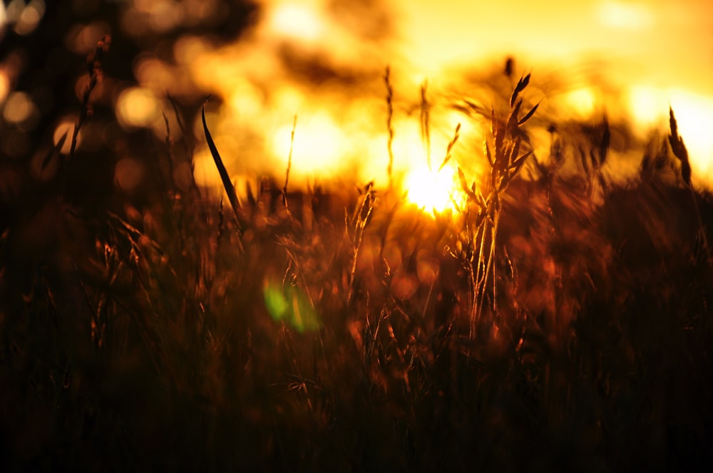 brown grass during golden hour