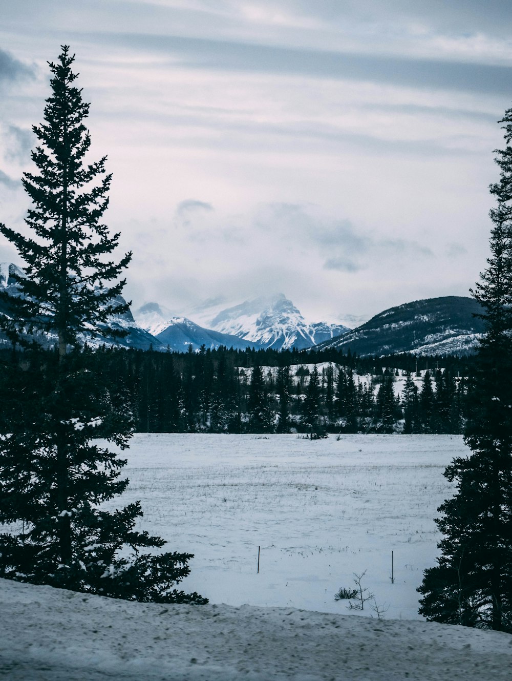 green pine trees on snow covered ground