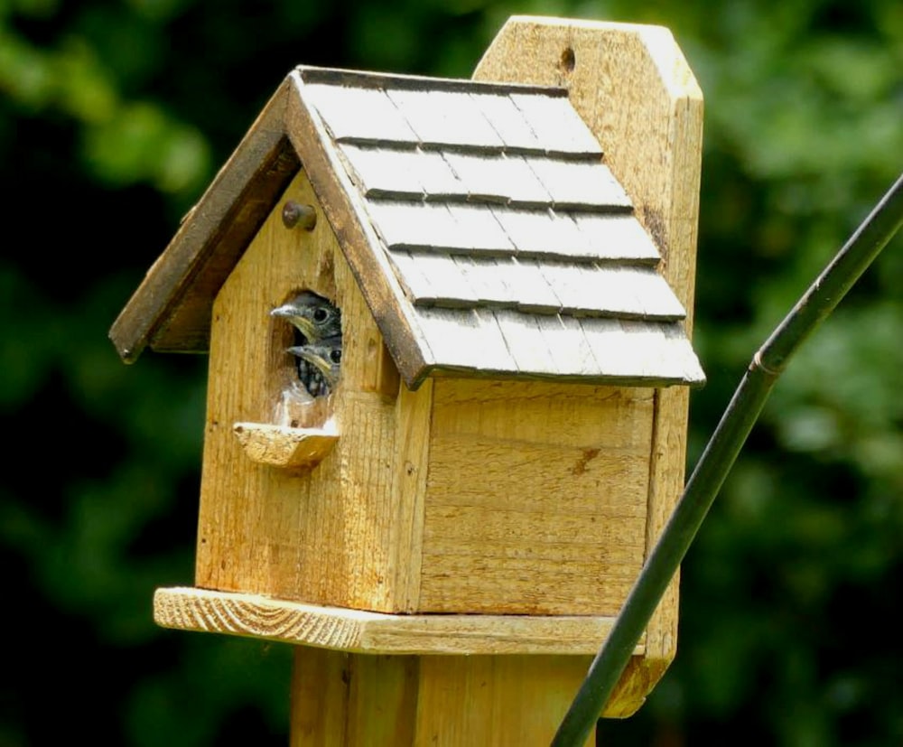 brown wooden bird house on green grass during daytime