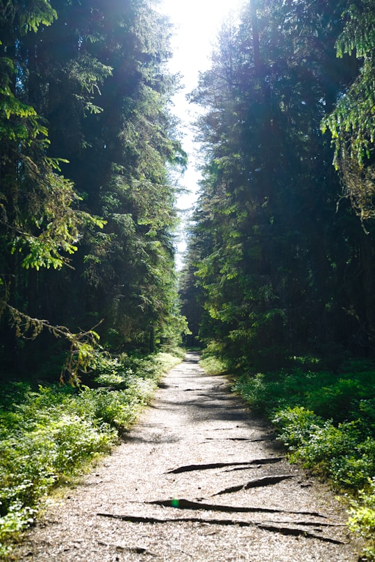 gray dirt road between green trees during daytime in Lahemaa Rahvuspark Estonia