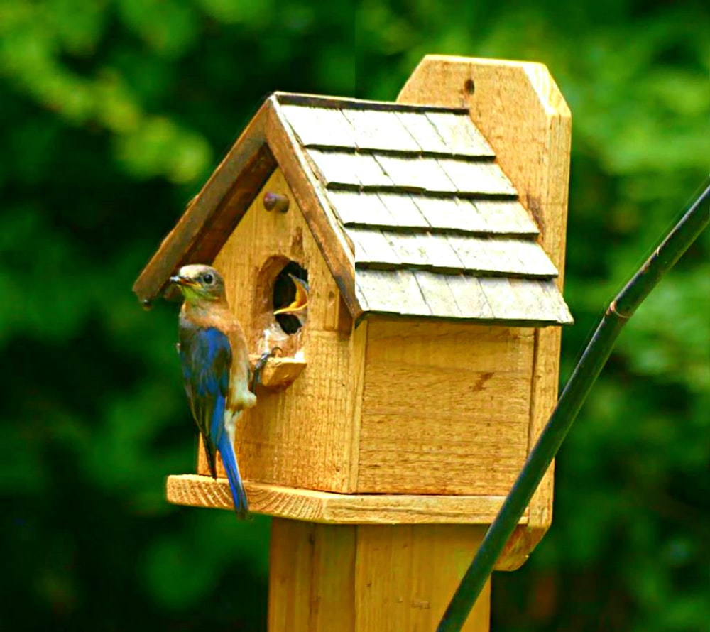 blue and brown bird in brown wooden bird house