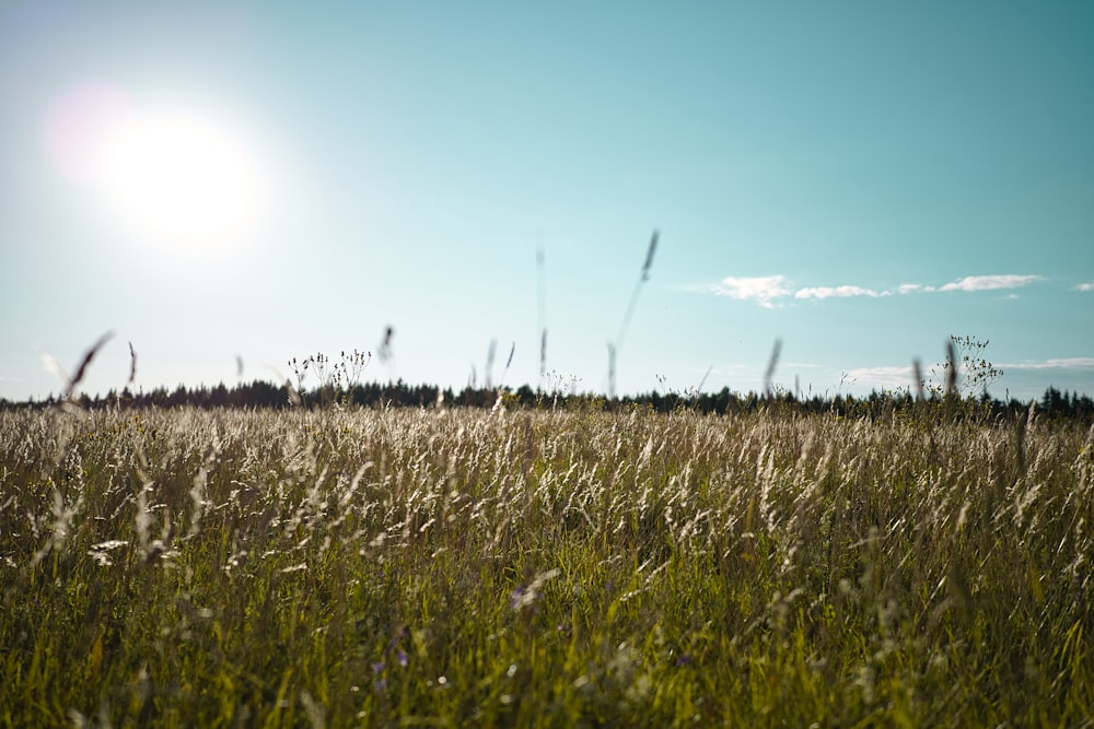 green grass field under blue sky during daytime