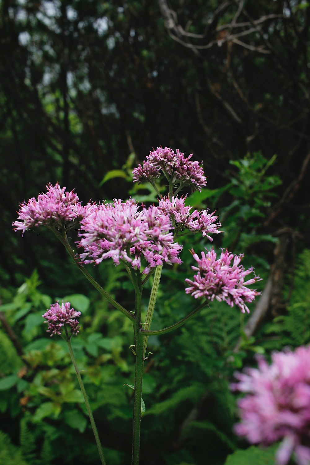 purple flowers in tilt shift lens