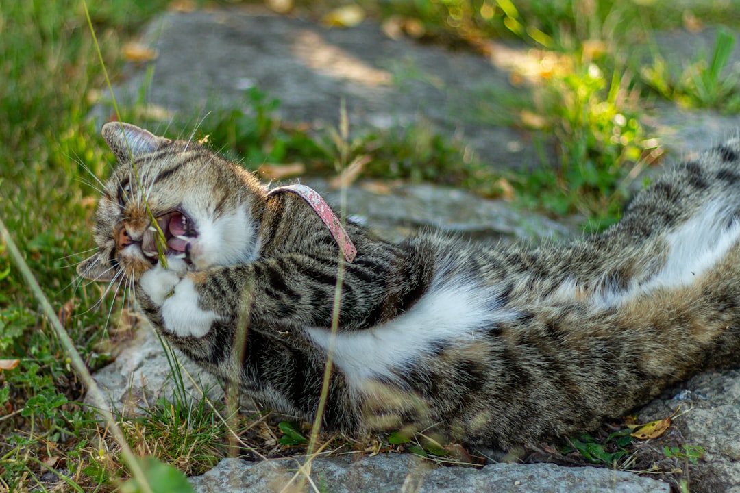 brown tabby cat lying on green grass during daytime