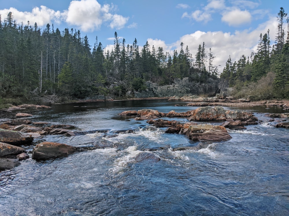 Grüne Kiefern am Fluss unter blauem Himmel tagsüber