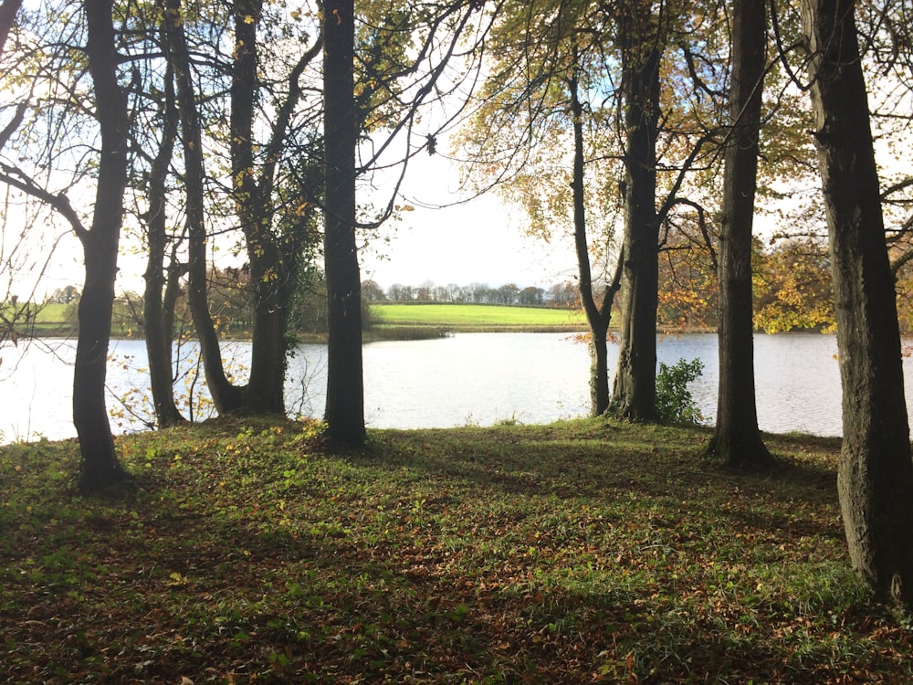 green trees near lake during daytime