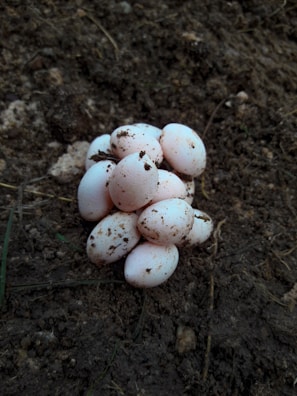 A cluster of small, white eggs is nestled in a bed of brown soil. The eggs have some dirt on them, suggesting they have been recently laid. The surrounding soil has a rough texture with some small rocks and patches of grass or vegetation nearby.