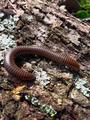 A striped millipede with alternating black and orange bands crawls on a textured, mossy piece of wood. The wood is rough and covered with patches of green and white lichen.
