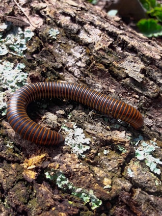 A striped millipede with alternating black and orange bands crawls on a textured, mossy piece of wood. The wood is rough and covered with patches of green and white lichen.