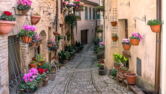 green and red flower plants on brown clay pots in Spello Italy