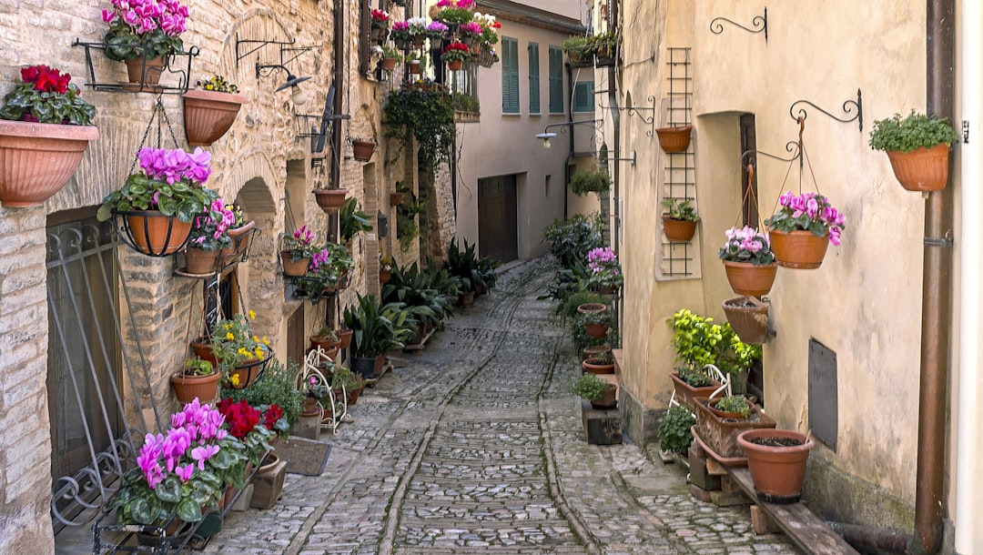 green and red flower plants on brown clay pots, tiny passageway with many hanging pots of pink flowers in Spello