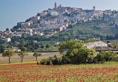 red flower field near green trees and white concrete building during daytime