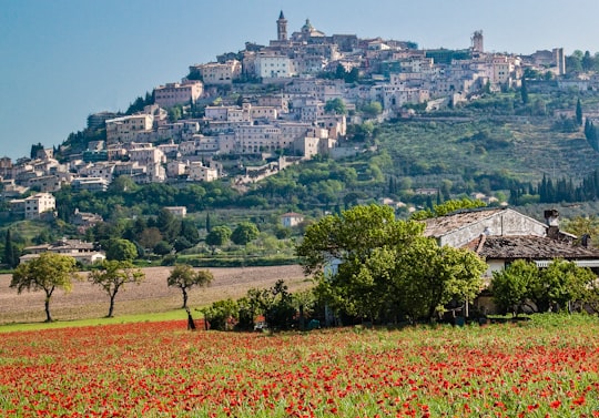 red flower field near green trees and white concrete building during daytime in Trevi Italy