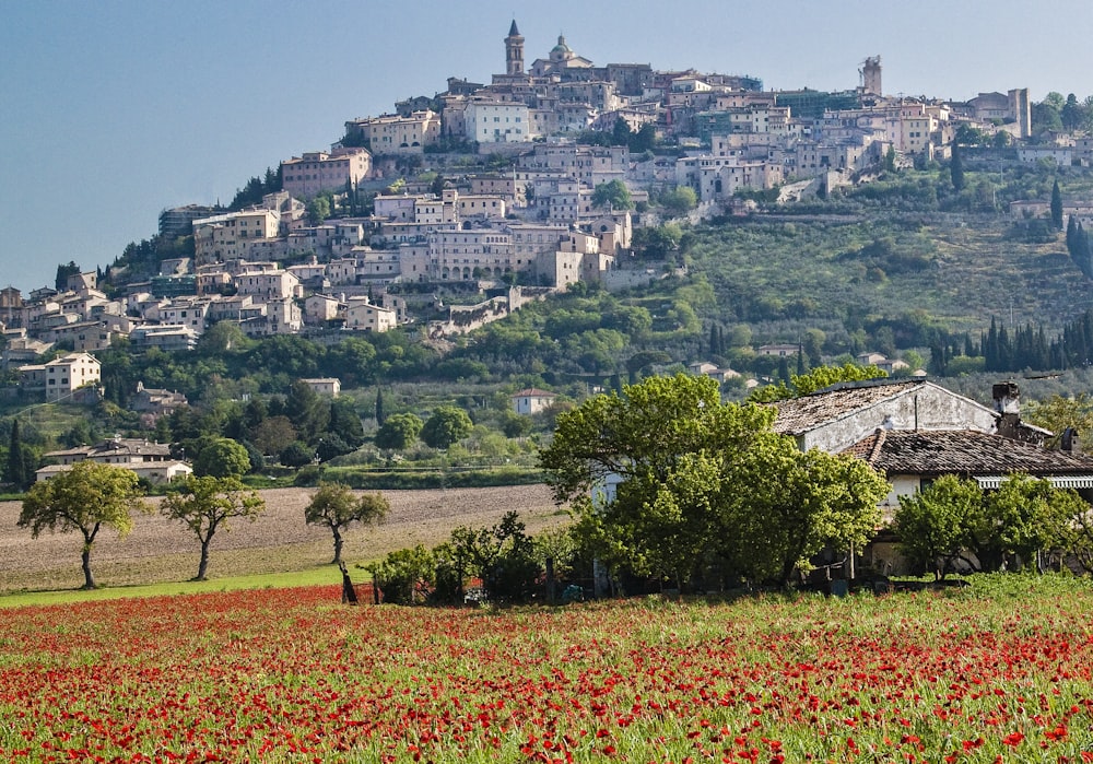 red flower field near green trees and white concrete building during daytime