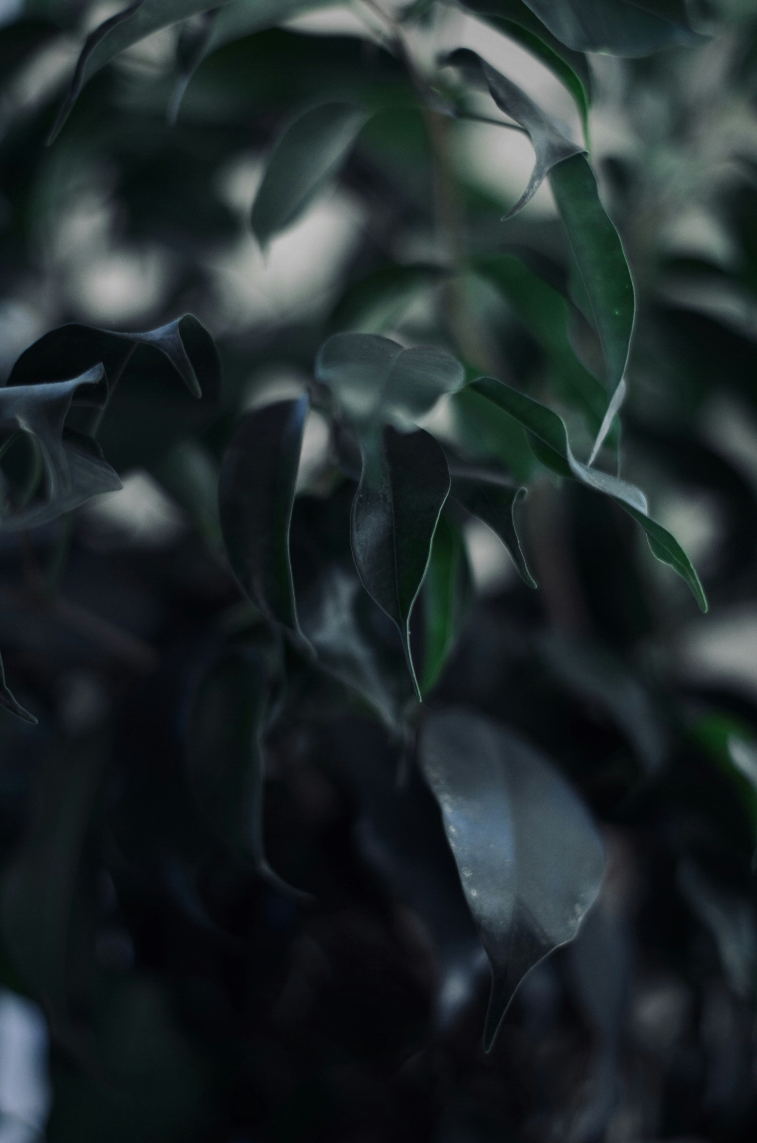 green leaves in close up photography
