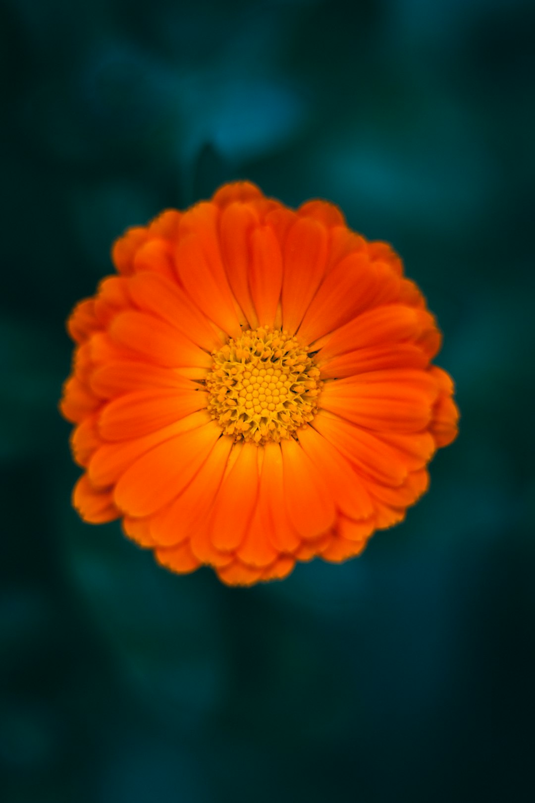 orange flower in tilt shift lens