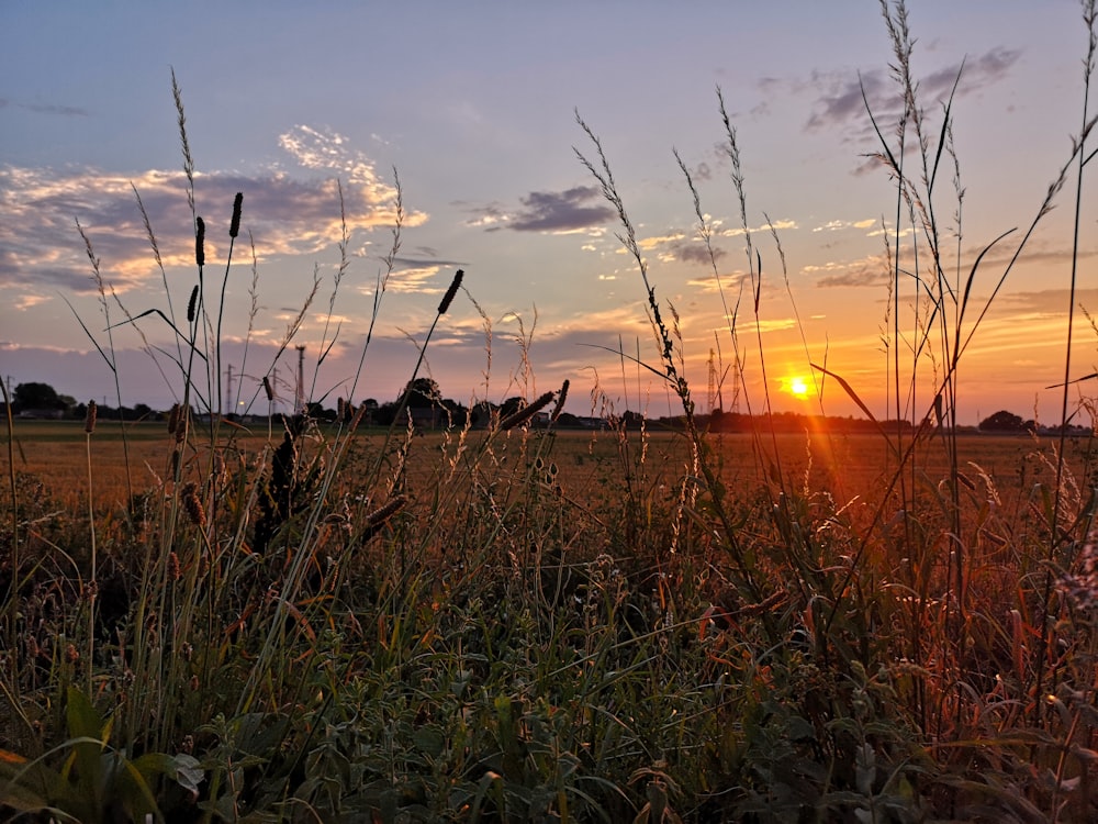 green grass field during sunset