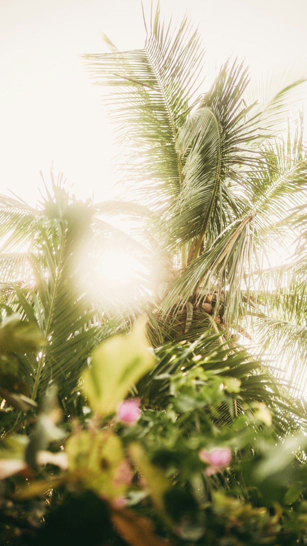 green palm tree during daytime