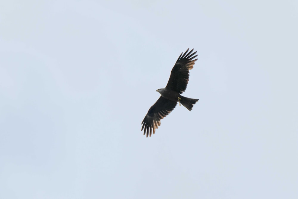 black bird flying in the sky