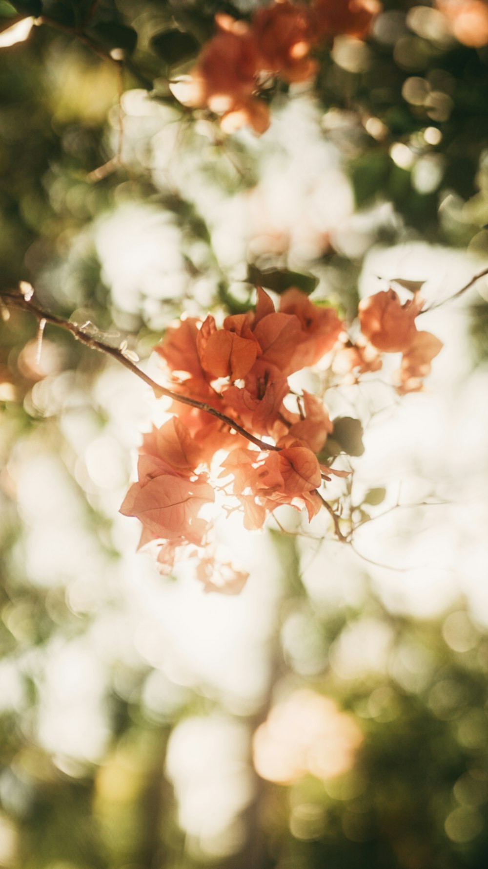 red and white flower in tilt shift lens