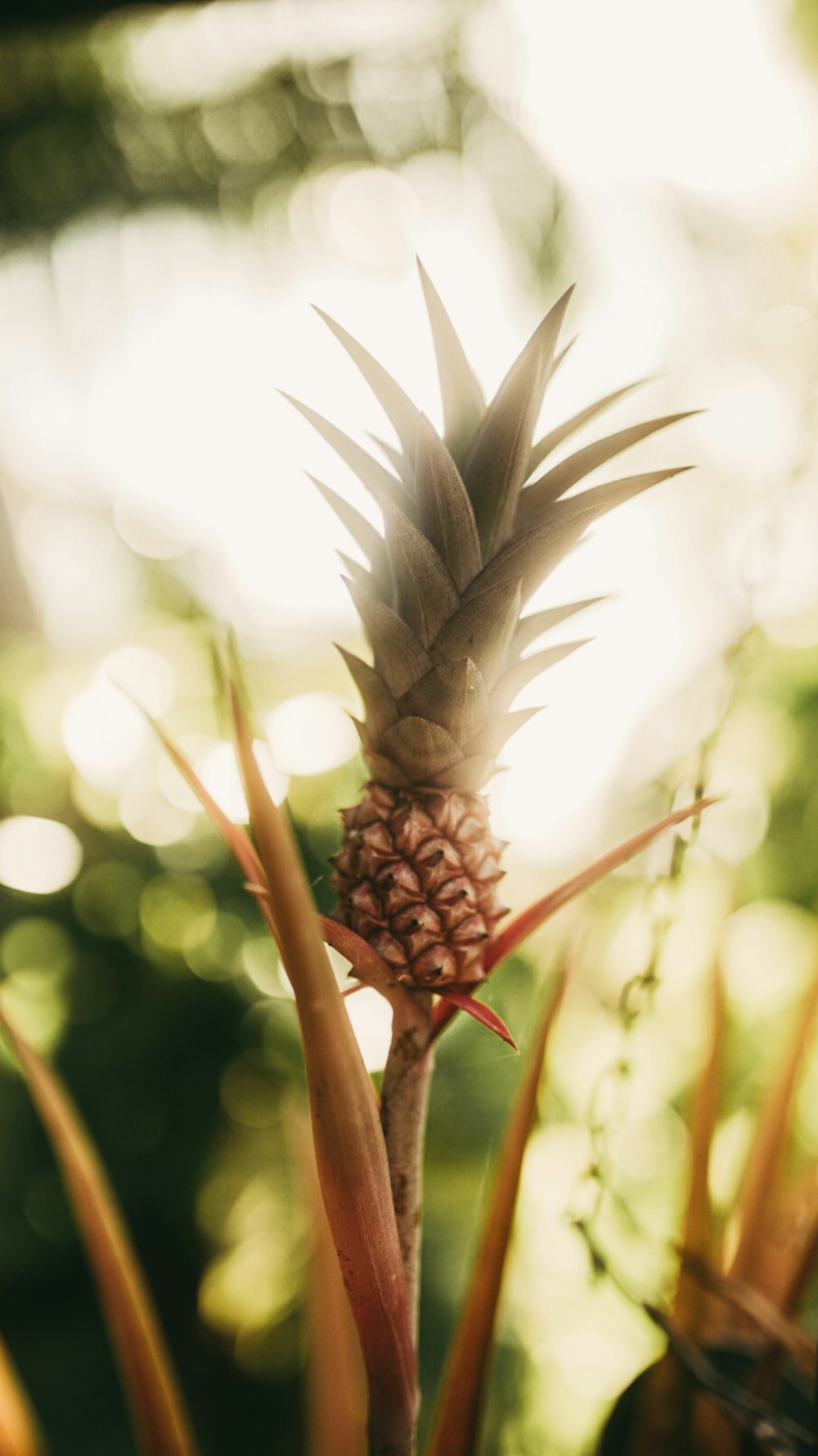 brown and green plant in tilt shift lens