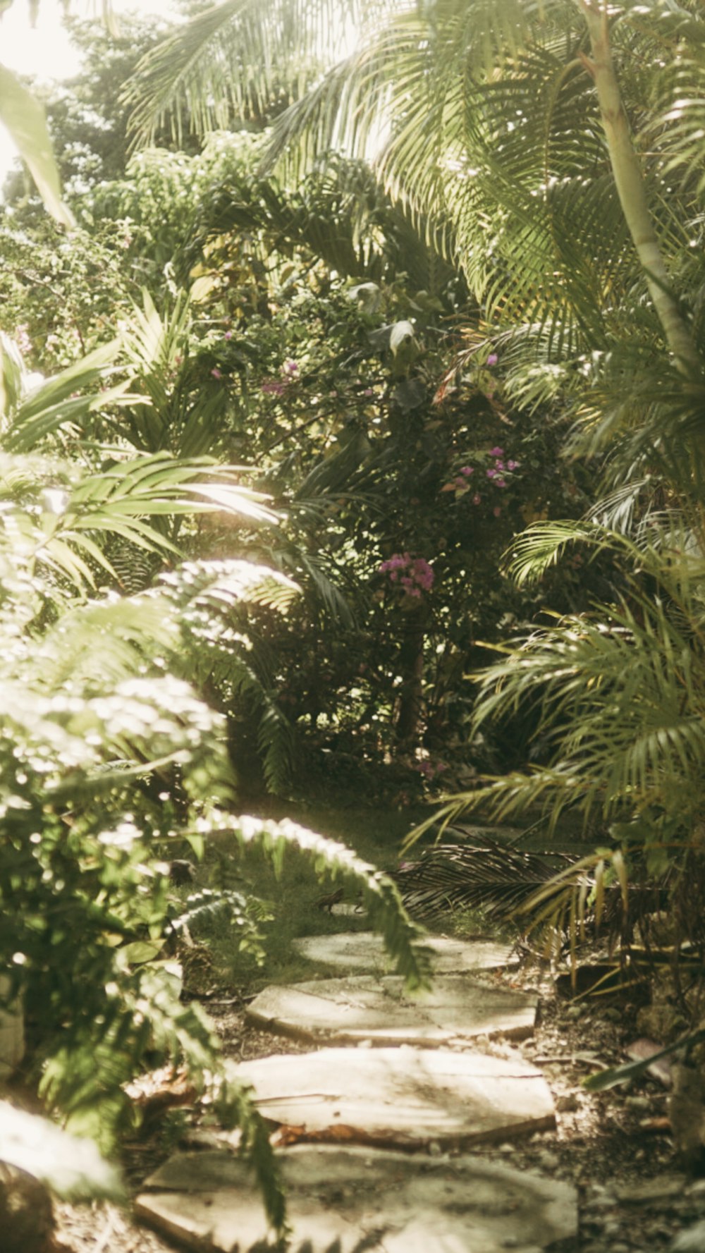 green fern plant and pink flowers