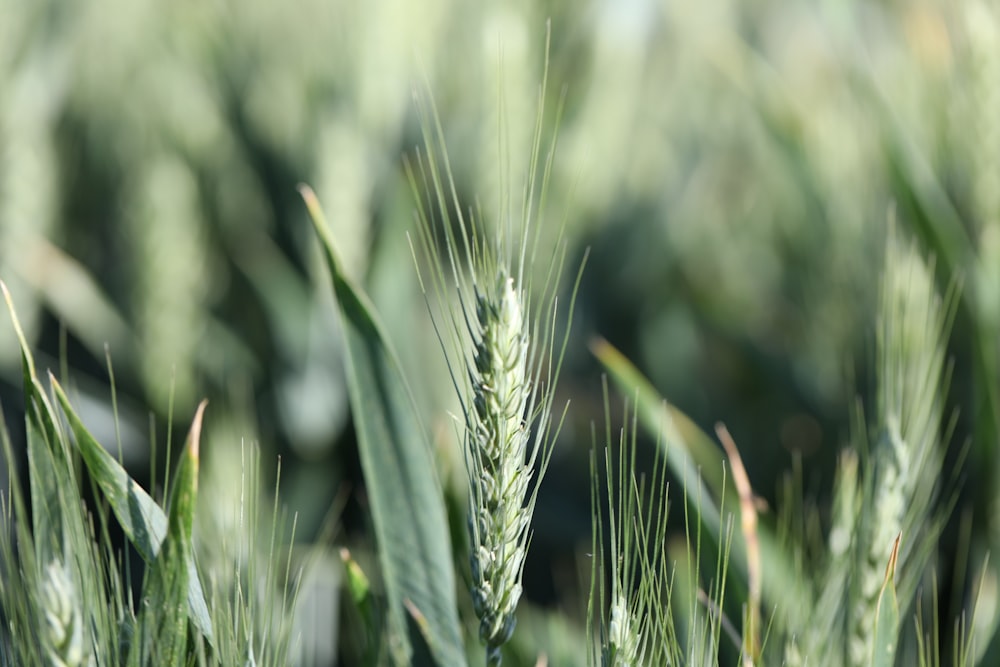 green wheat in close up photography