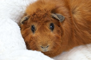 brown animal on white snow