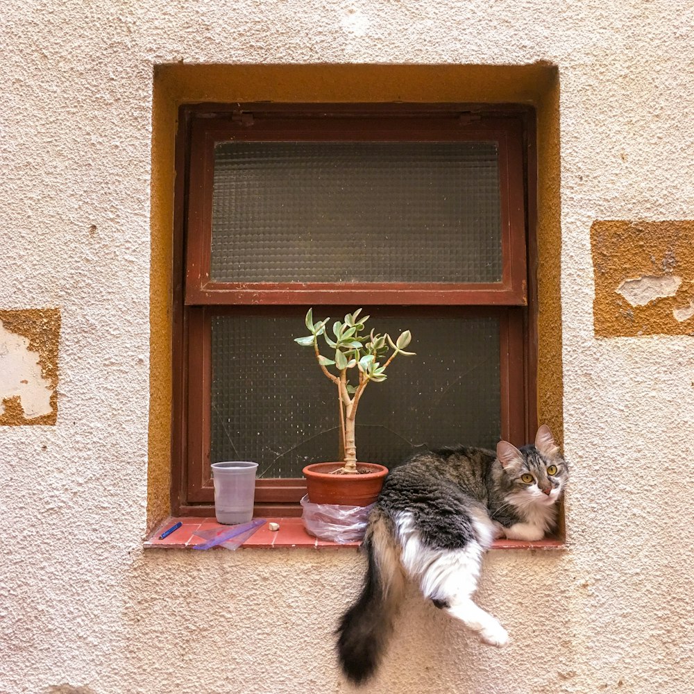 a cat sitting in a window sill next to a potted plant