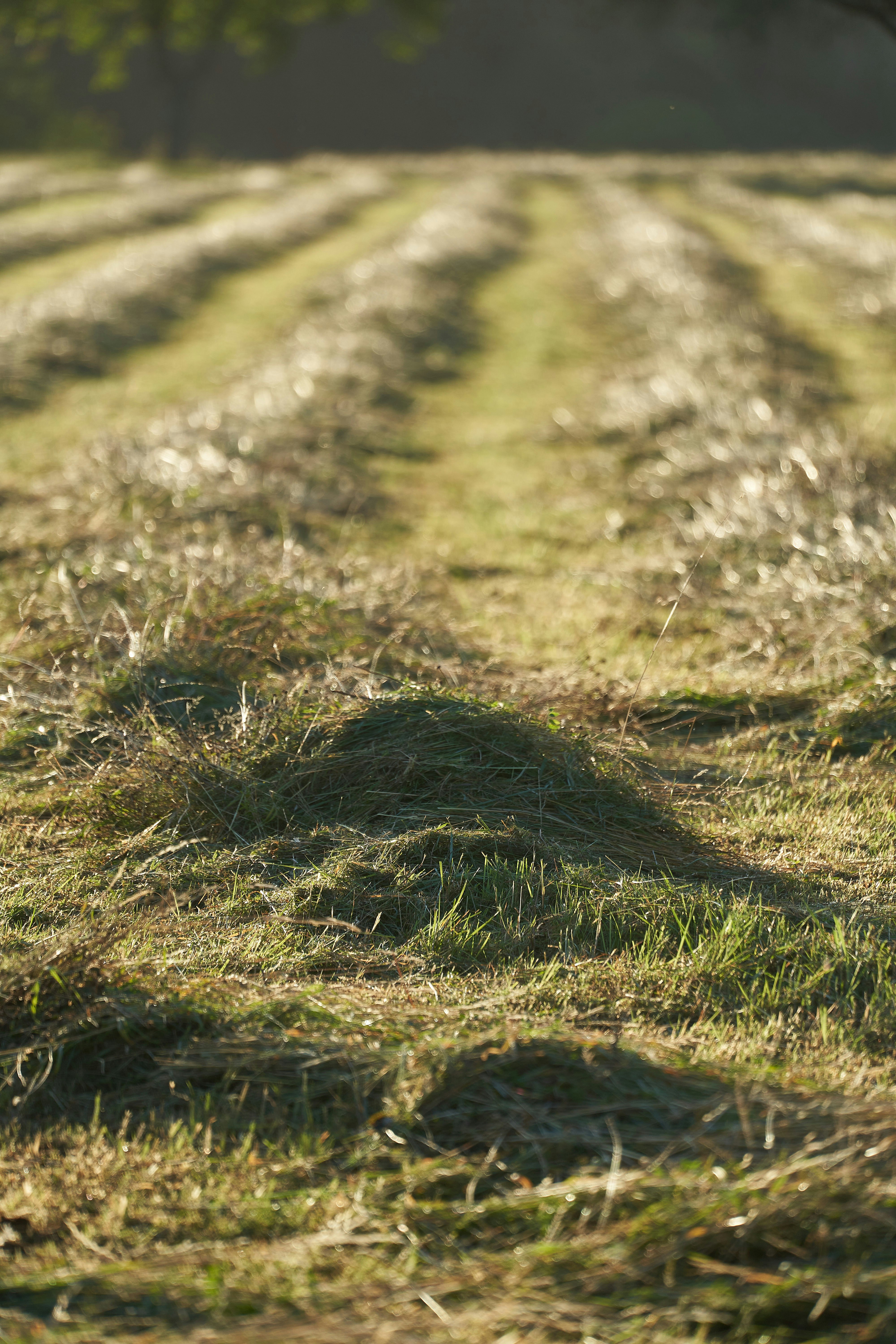 Photo by wolfgang_hasselmann