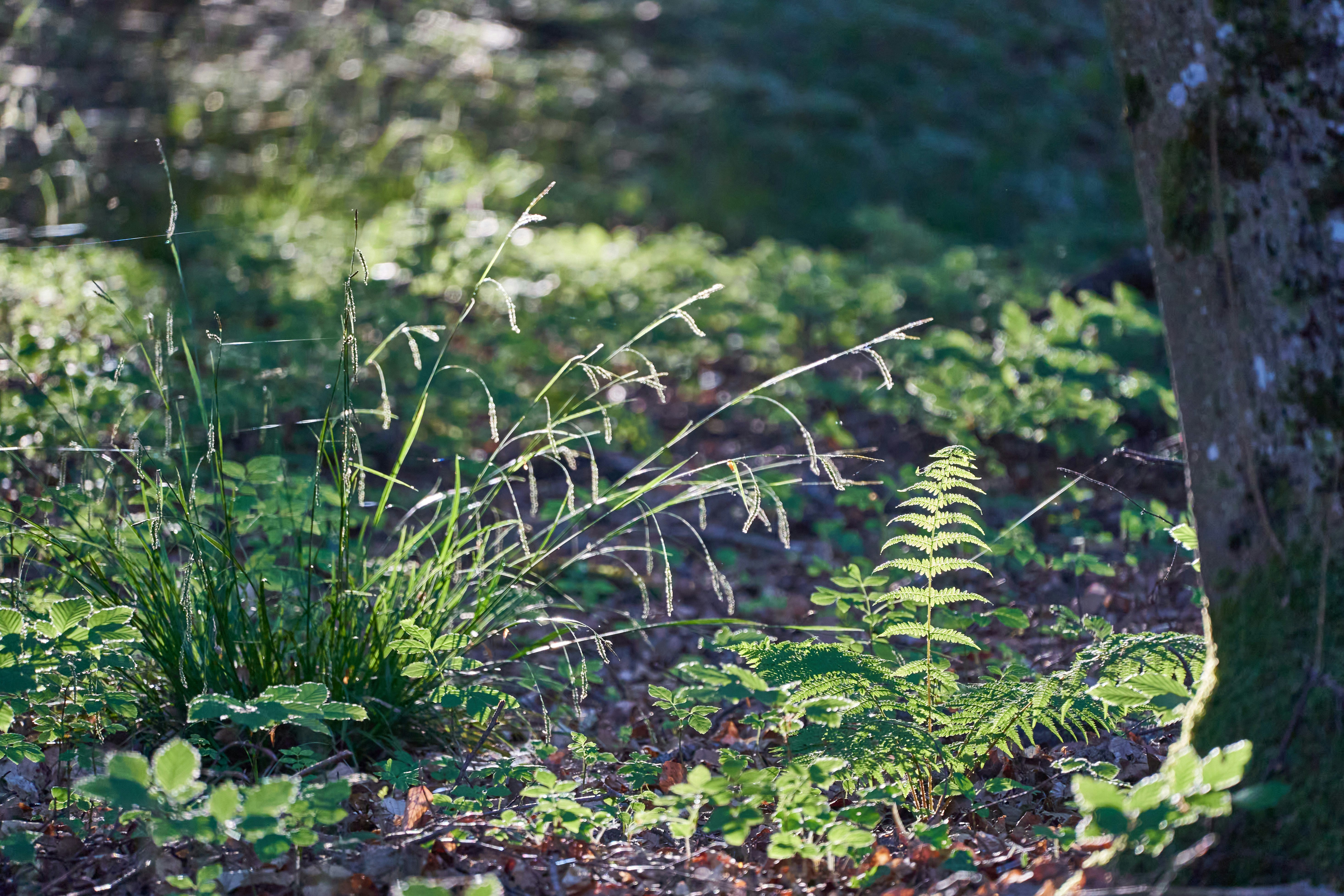 Photo by wolfgang_hasselmann