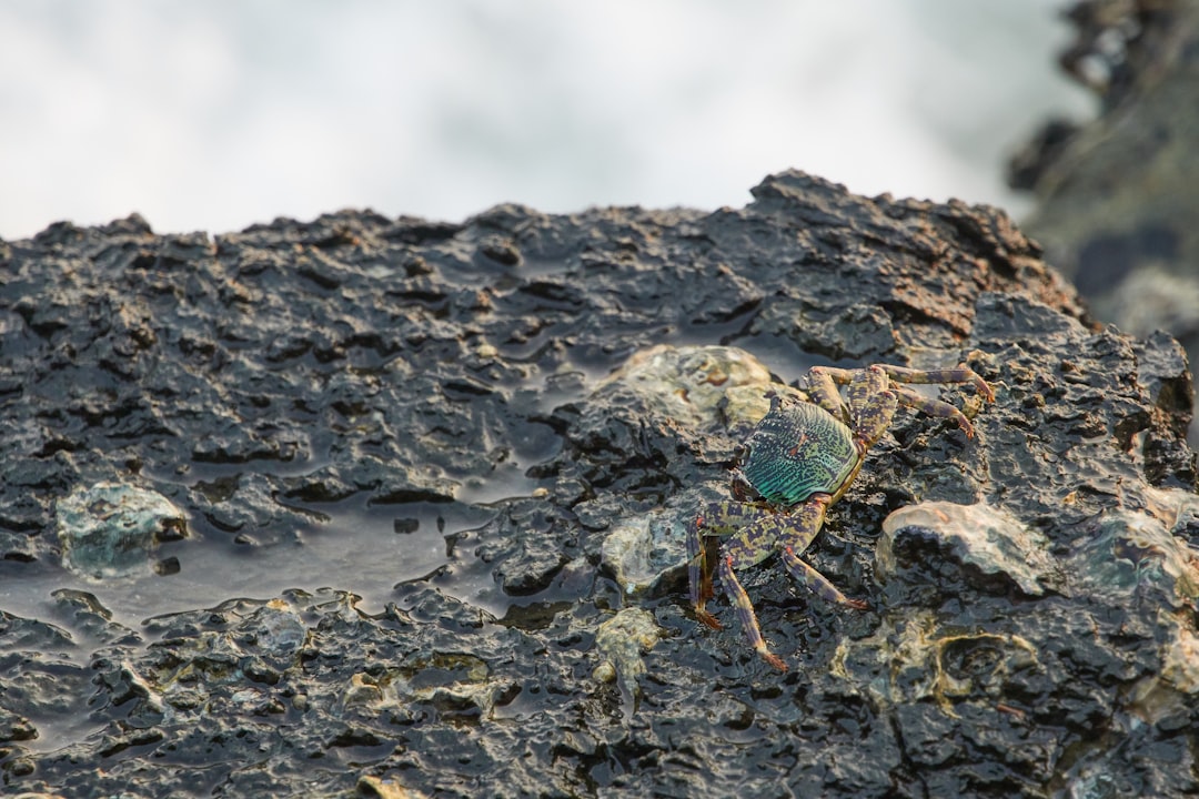 blue and brown crab on gray rock