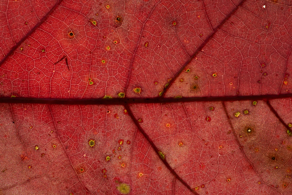 red leaf with water droplets