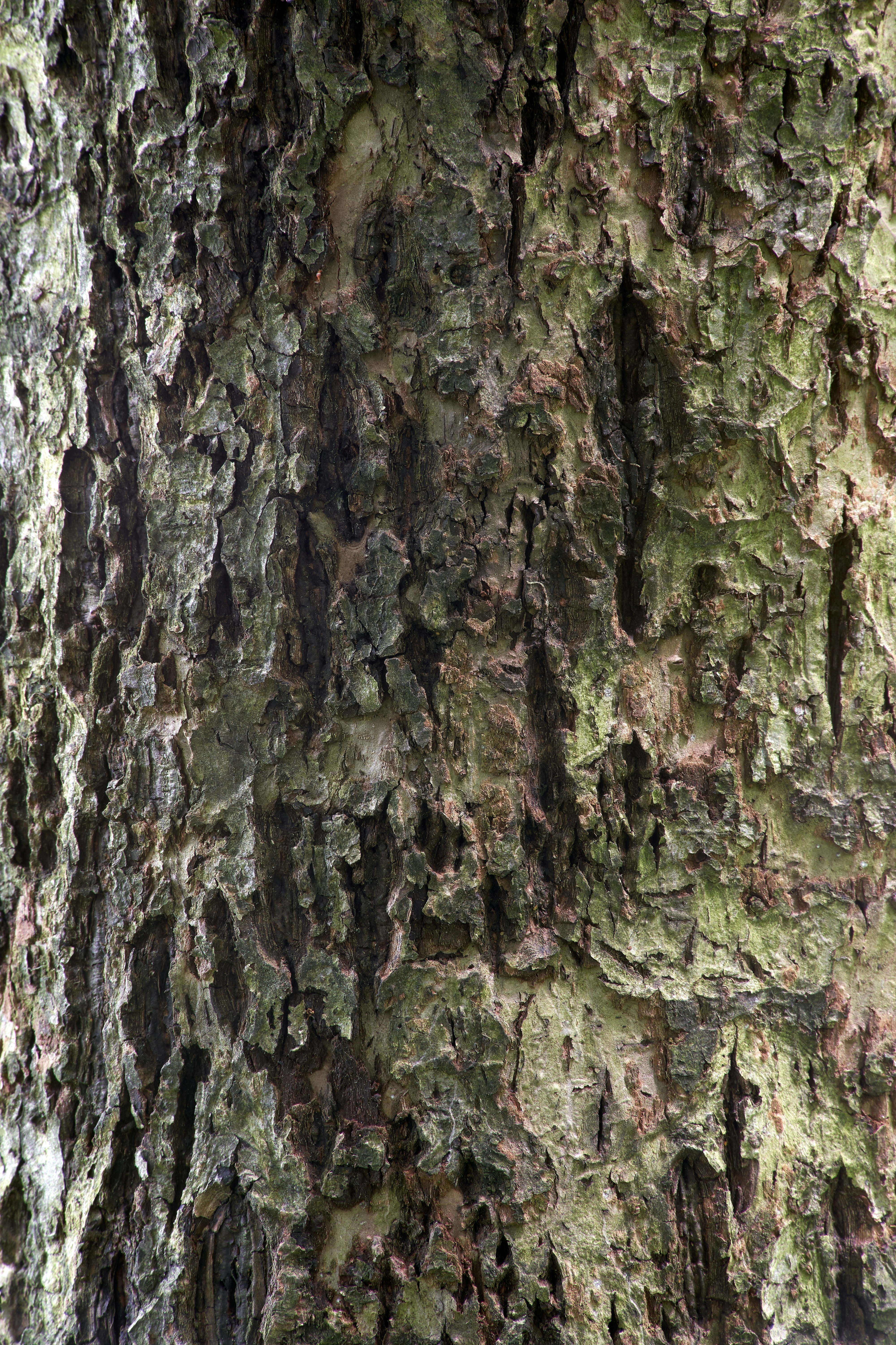 Photo by wolfgang_hasselmann