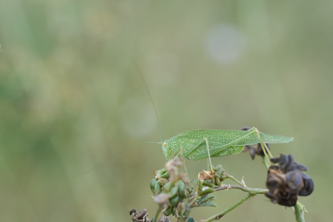 green grasshopper perched on green plant in close up photography during daytime