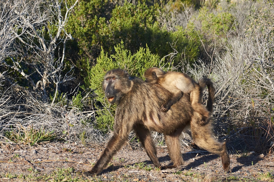 three brown monkeys on green grass during daytime