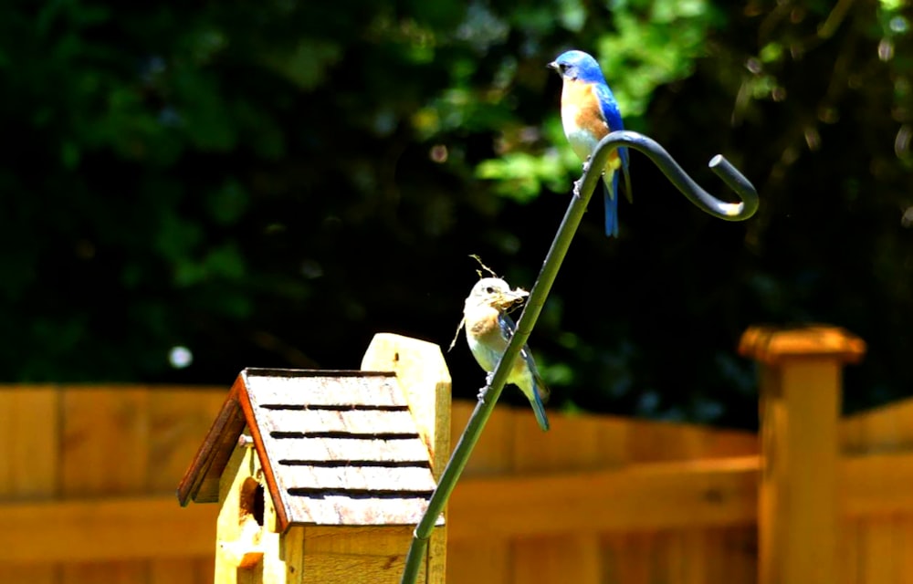 blue and brown bird on brown wooden bird house
