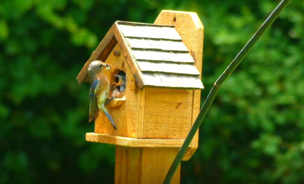 brown and blue bird on brown wooden bird house