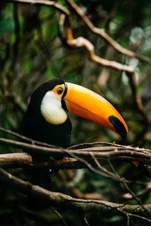 black yellow and red bird on brown tree branch