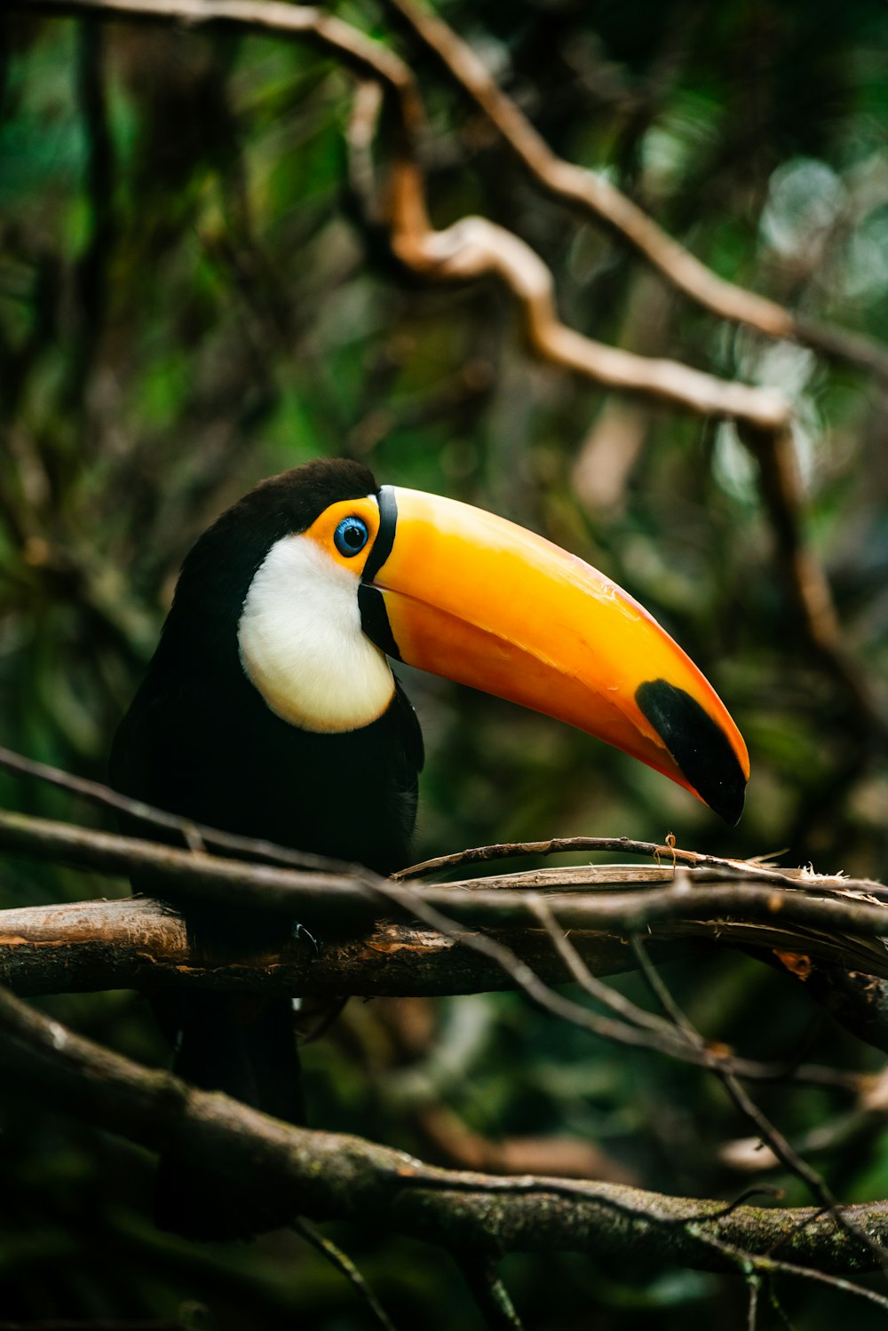 pájaro negro, amarillo y rojo en la rama marrón del árbol