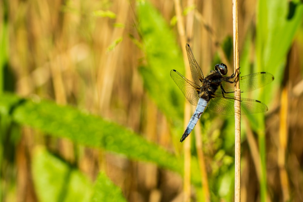blue and white dragonfly perched on green grass during daytime