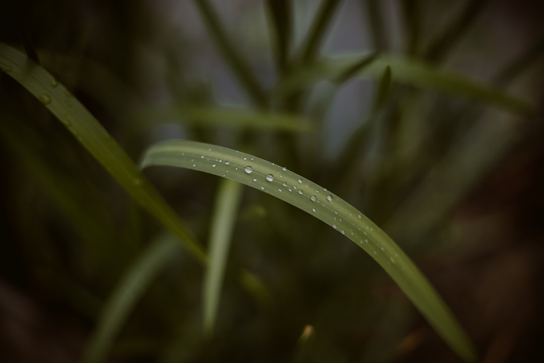 water dew on green grass