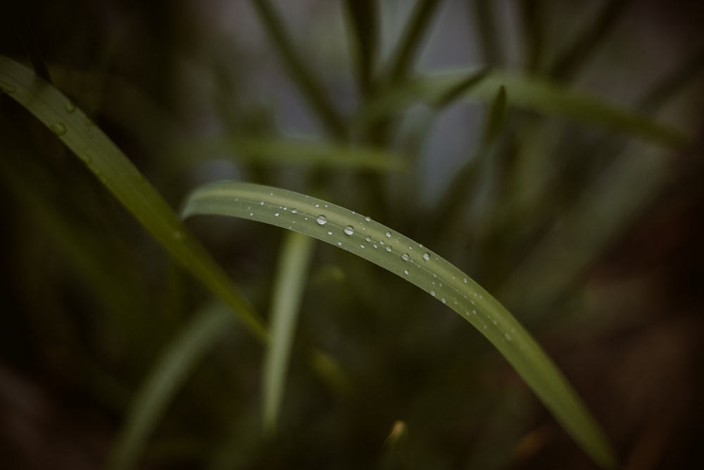 orvalho da água na grama verde