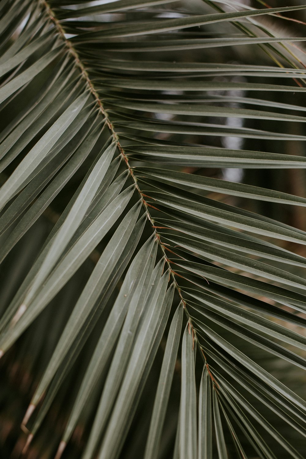 green leaf plant in close up photography