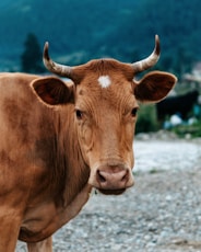 brown cow on gray sand during daytime