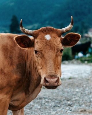 brown cow on gray sand during daytime