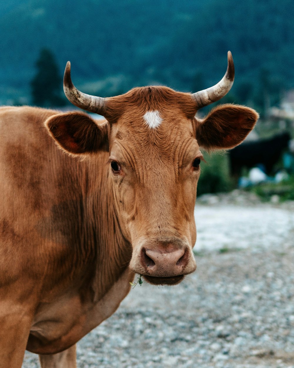 vaca marrom na areia cinzenta durante o dia